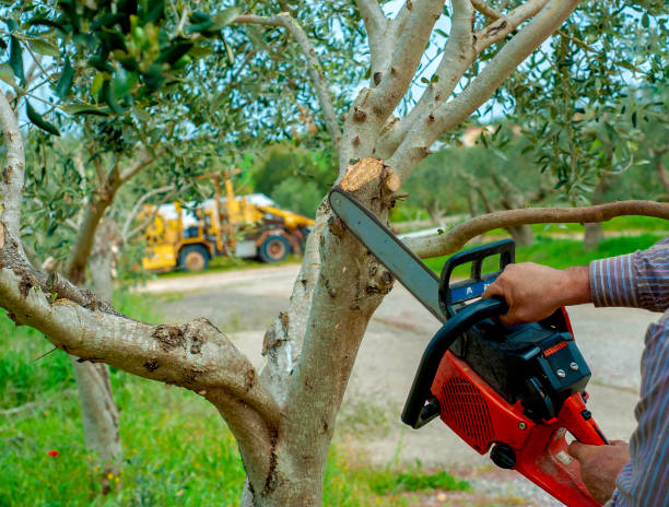 The Steps Involved in Our Tree Care Process in East Brewton, AL